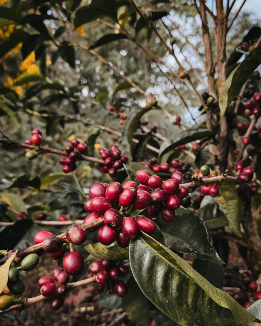 Corazón de Jesús Taka Geisha Natural Inoculation