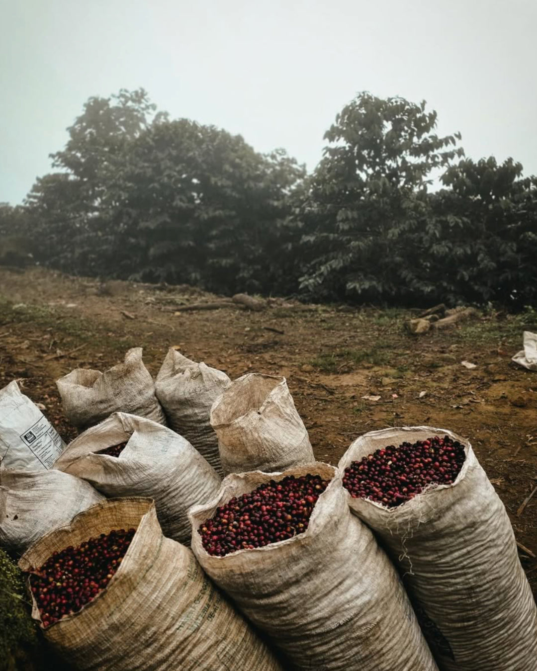Corazón de Jesús Taka Geisha Natural Inoculation
