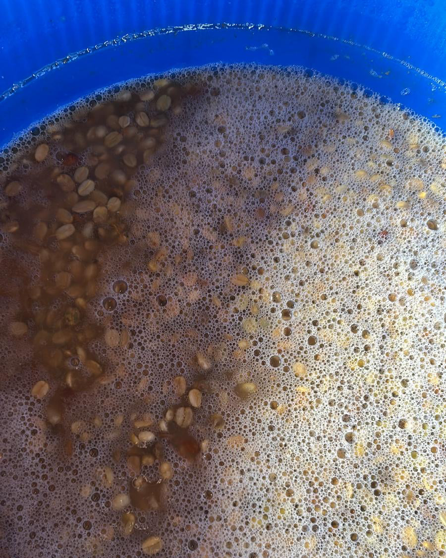 Uganda Bunyangabu Lactic Fermentation
