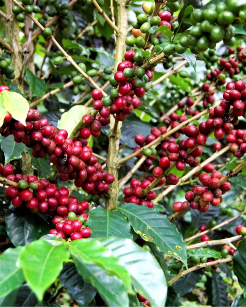 Sumatra Blue Bianca GR1