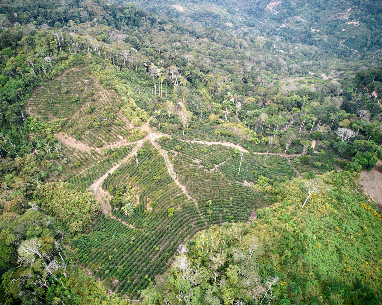 Bolivia Finca El Mirador Pacamara Natural