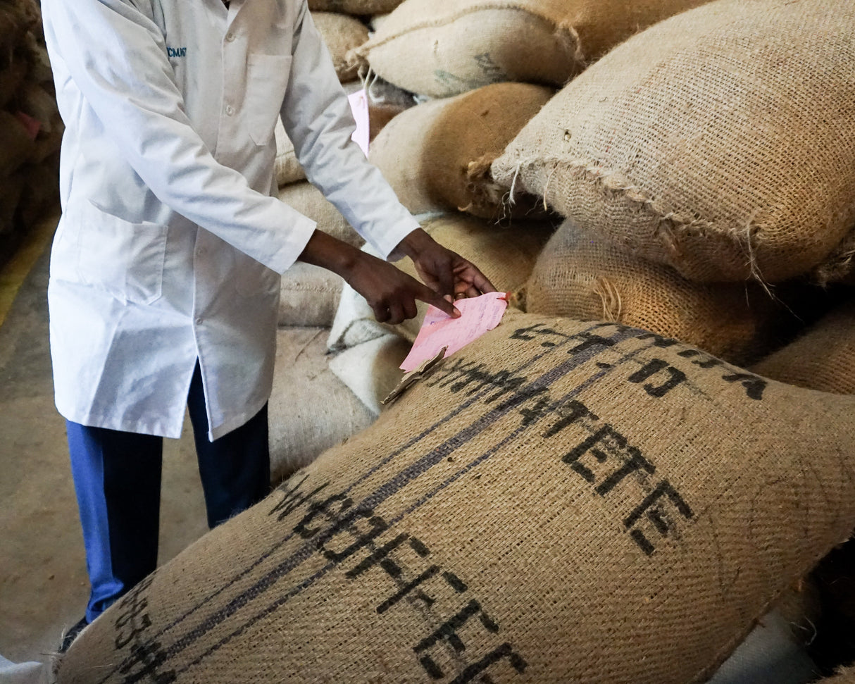 Kenya Gachatha AA