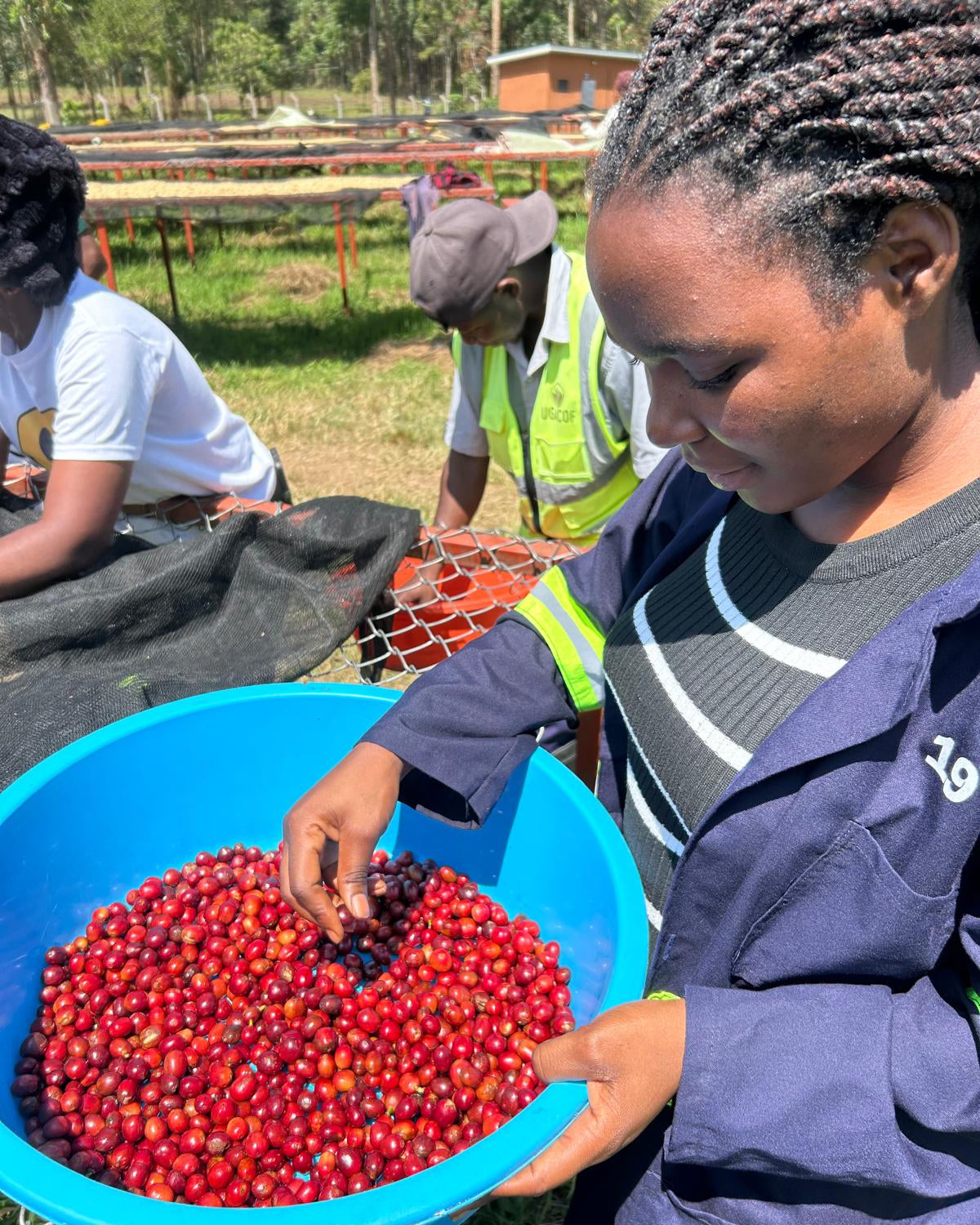 Uganda Bunyangabu Lactic Fermentation