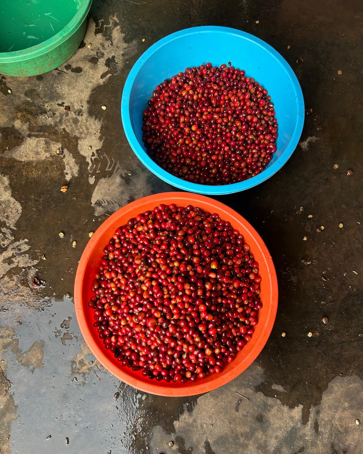 Uganda Bunyangabu Lactic Fermentation