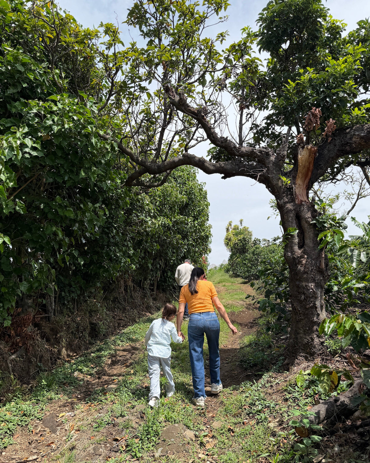 Costa Rica Finca Principe Azul Cerro San Luis