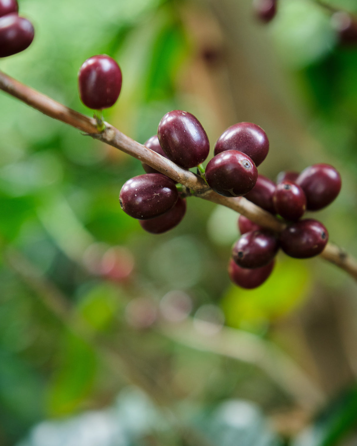 Costa Rica Finca Principe Azul Cerro San Luis