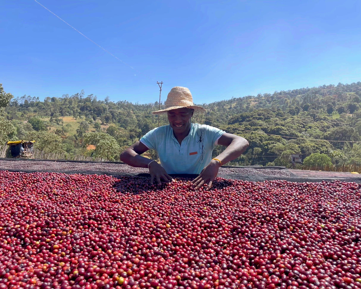 Ethiopia Yirgacheffe Harobedame Natural GR1