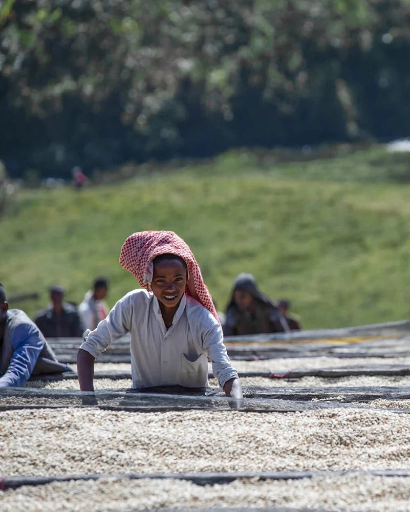 Ethiopia Riripa Natural GR1