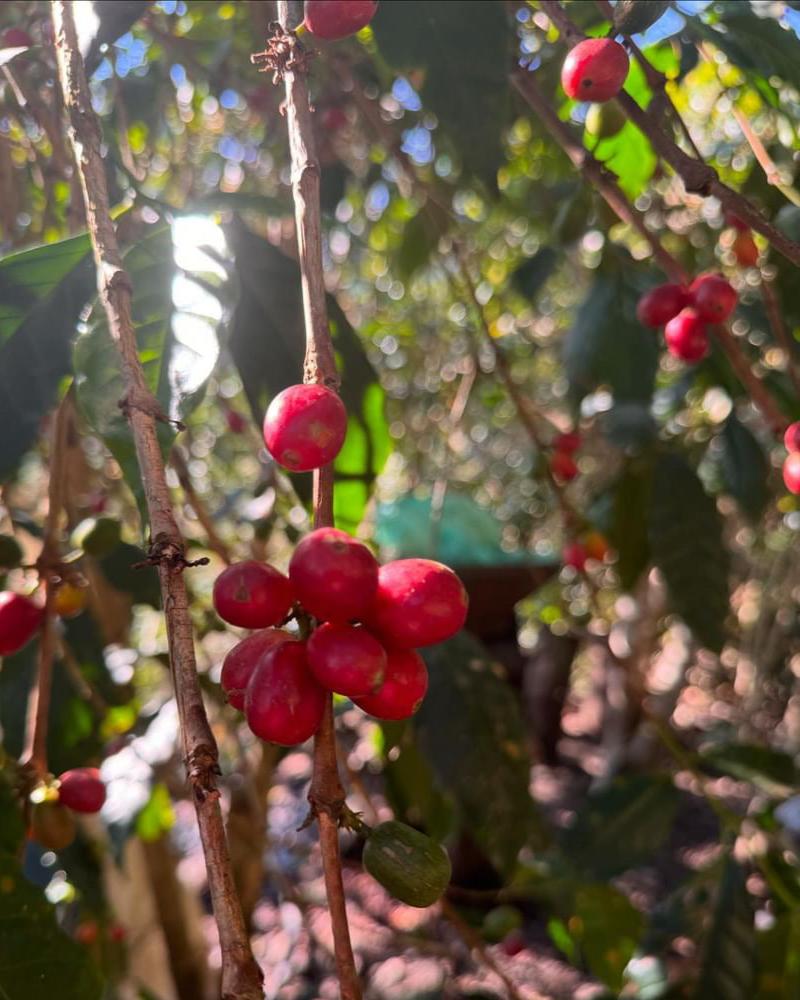 Peru Finca Mesapata Red Bourbon