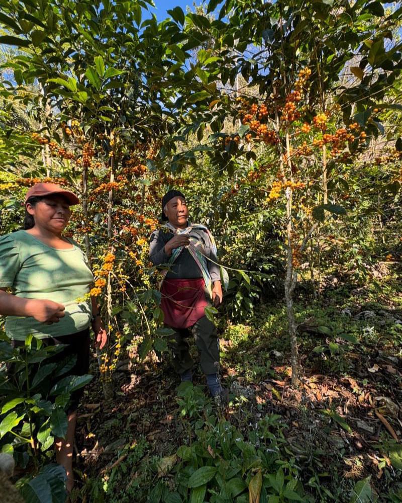 Peru Finca Mesapata Red Bourbon