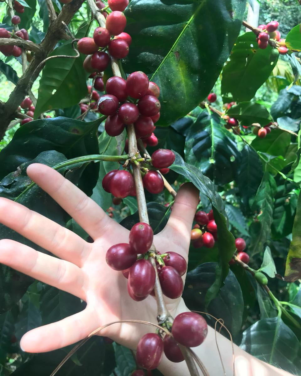 Guatemala Finca El Senegal Don Porfirio