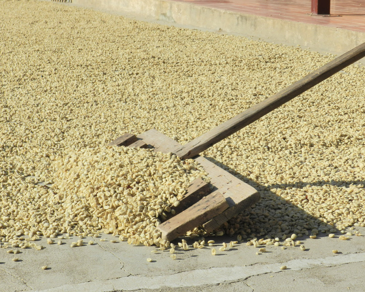 Guatemala Finca El Senegal Don Porfirio