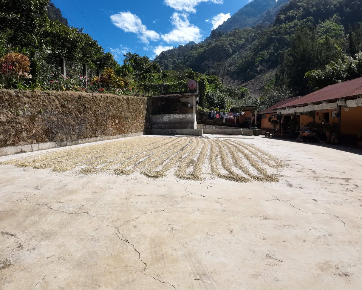 Guatemala Finca El Senegal Don Porfirio