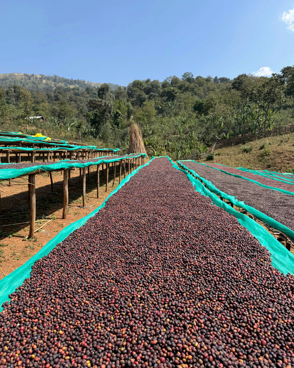 Ethiopia Guji Buku Natural GR1