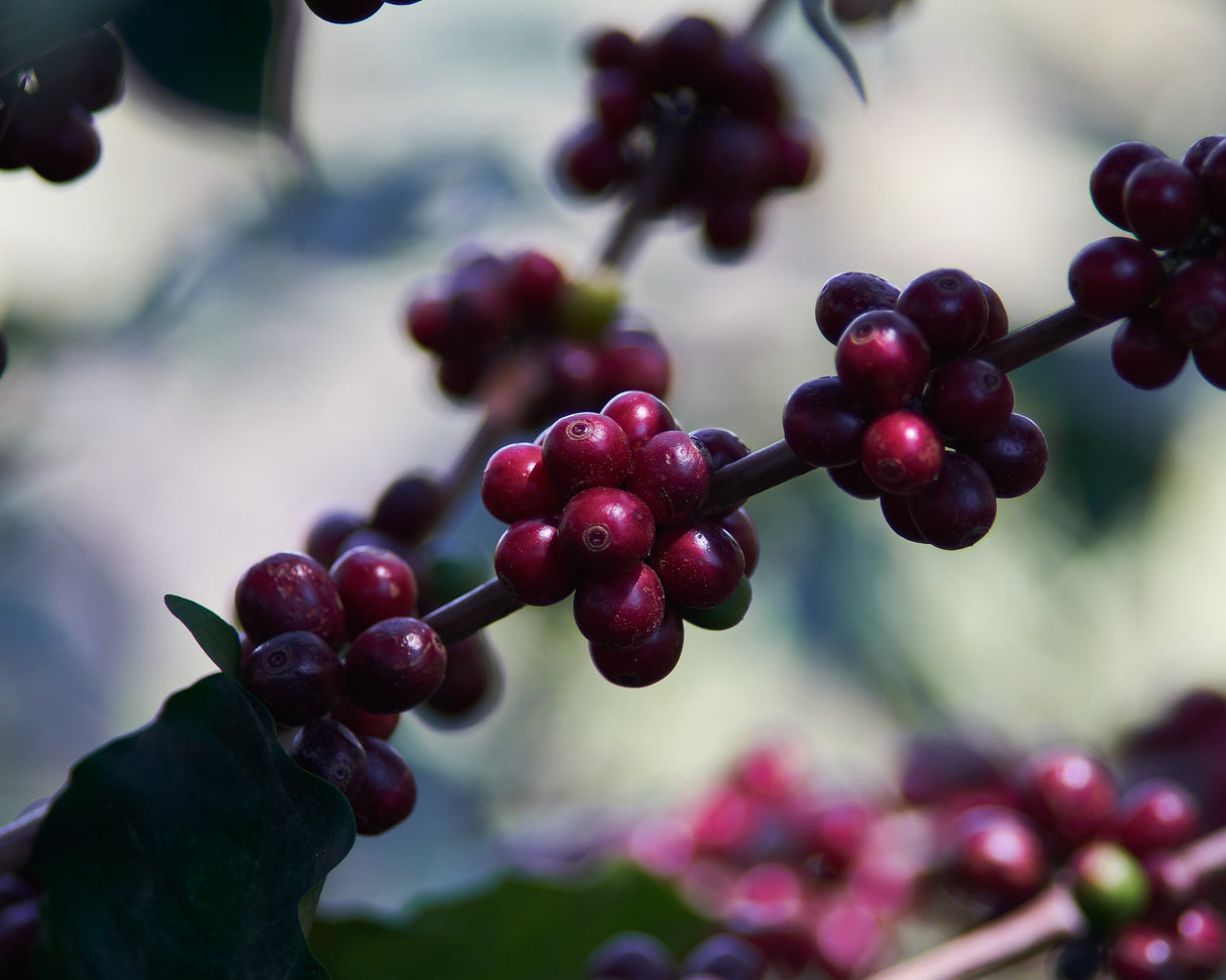 Honduras Finca Las Acacias