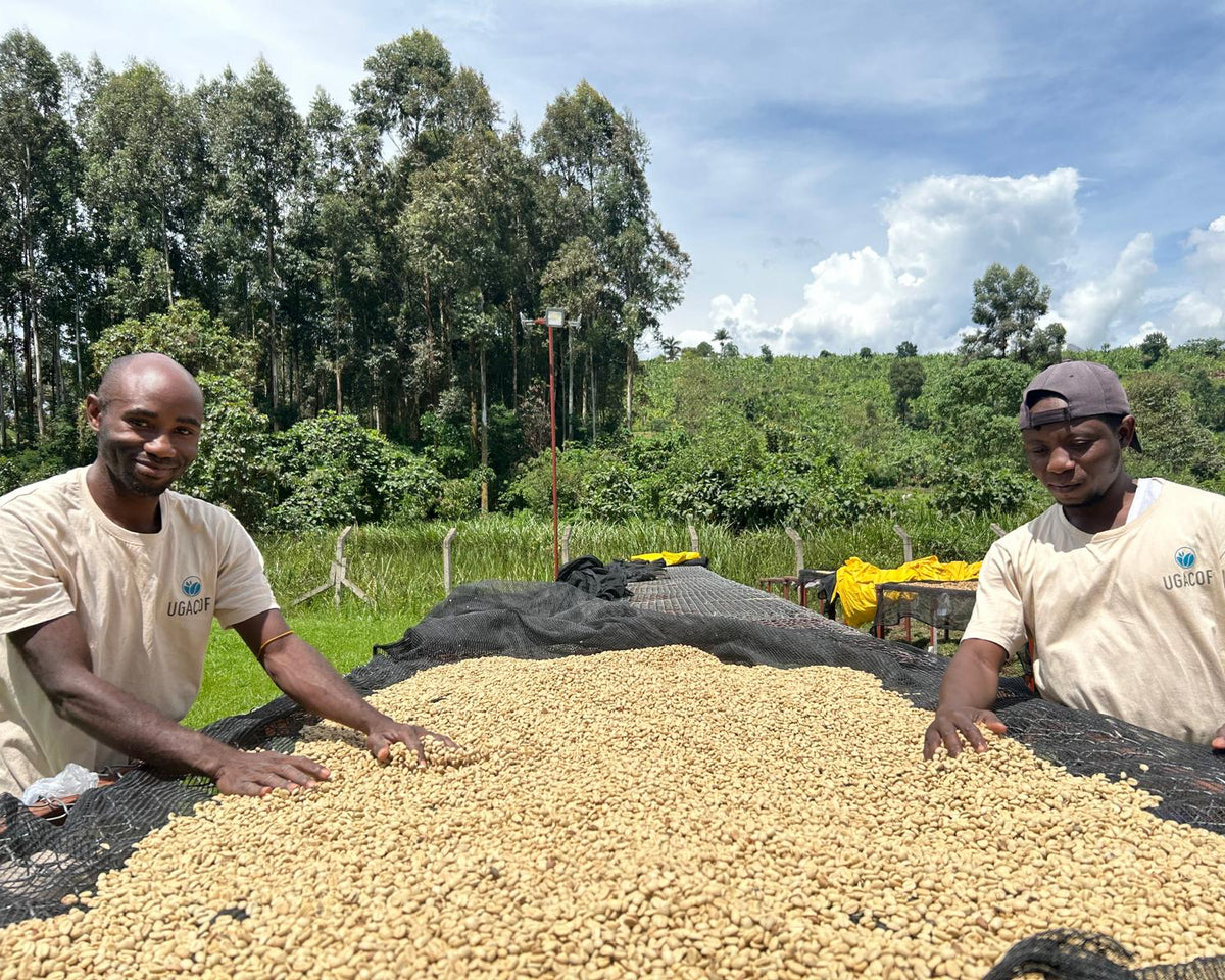 Uganda Bunyangabu Lactic Fermentation