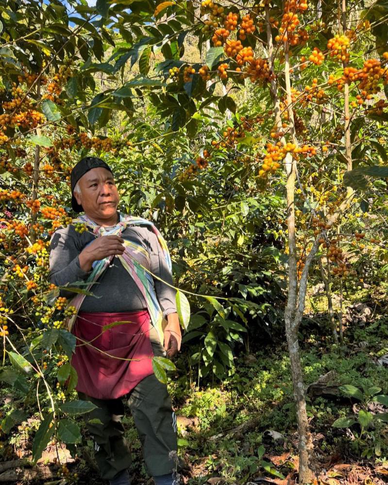 Peru Finca Mesapata Red Bourbon