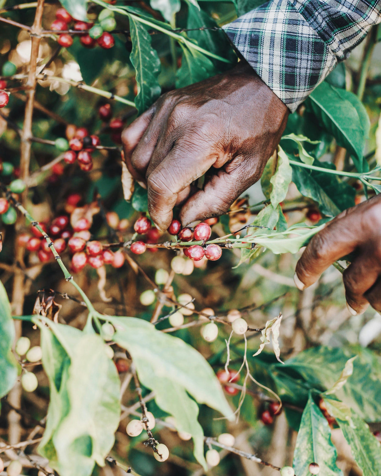 Kenya Gachatha AA