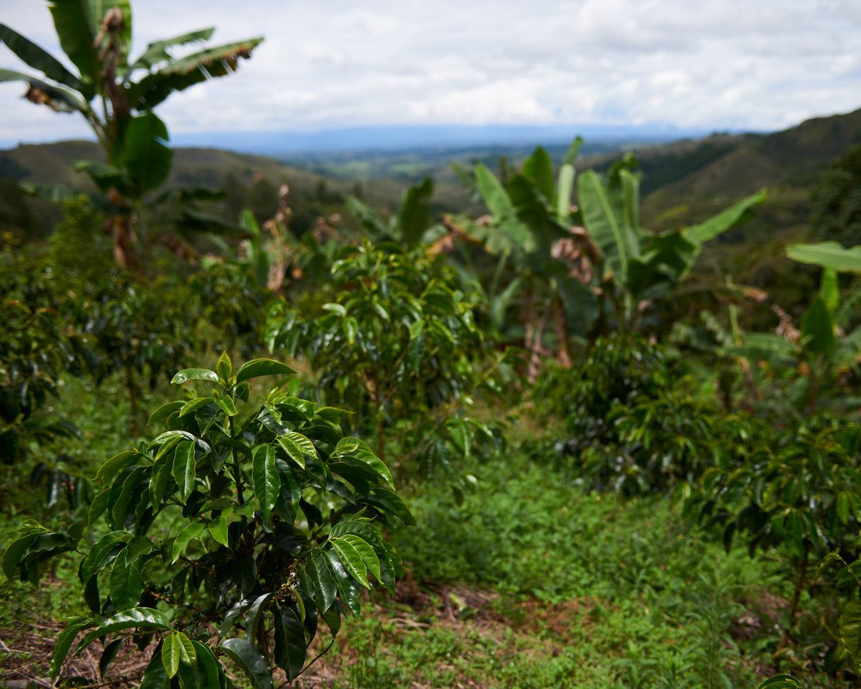 Colombia El Tambo
