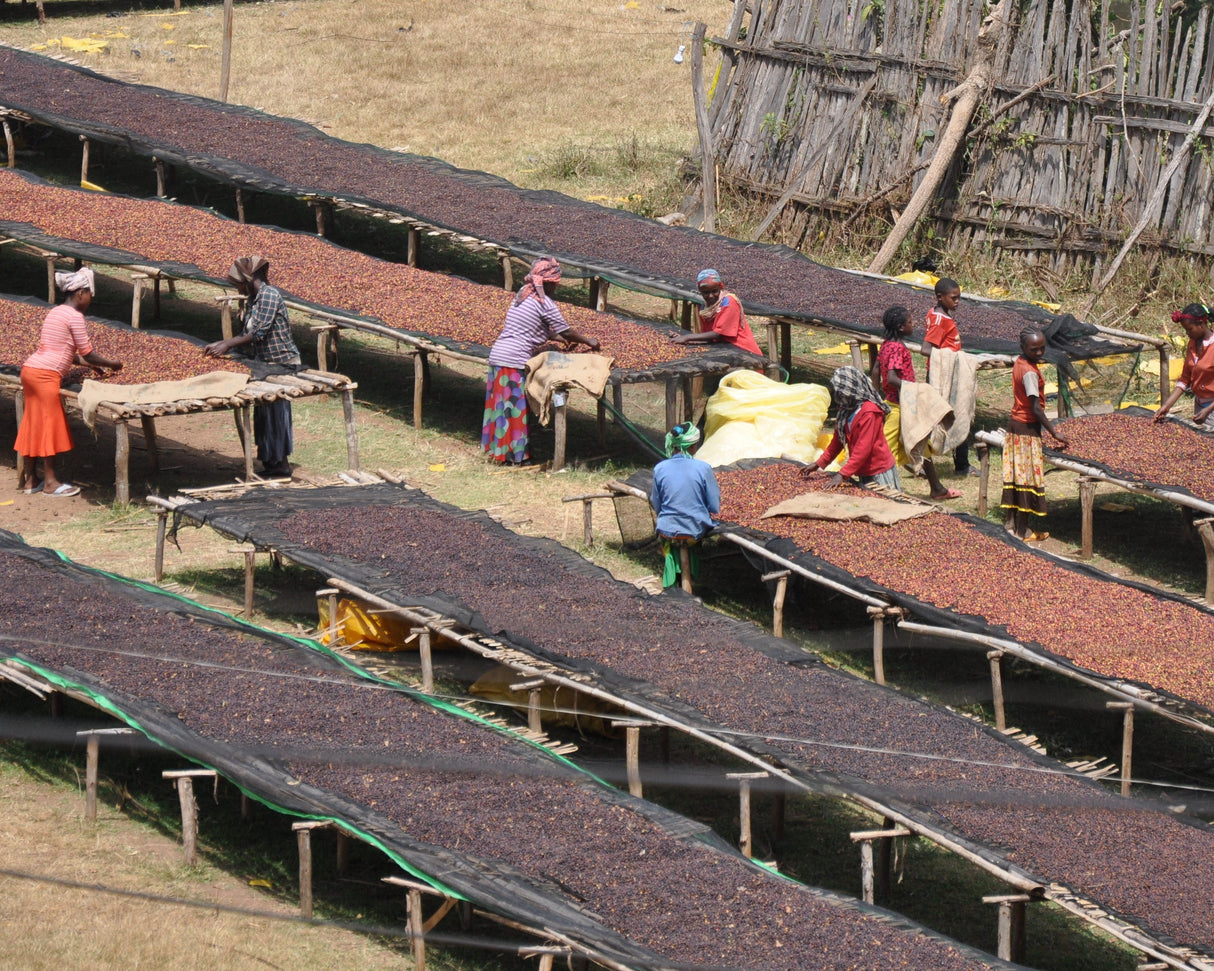 Ethiopia Kubi Red Honey