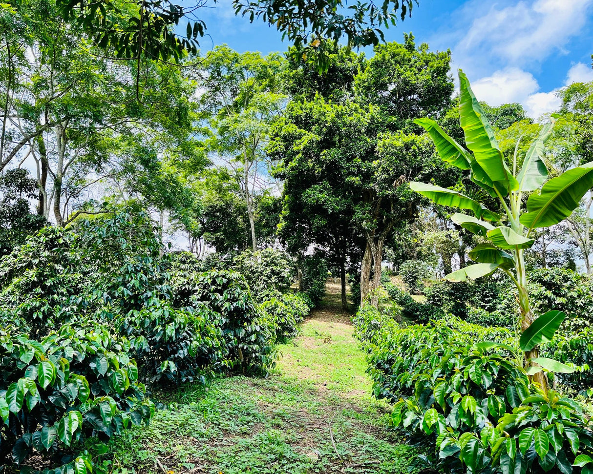 Wush Wush Natural Finca Patio Bonito Colombia