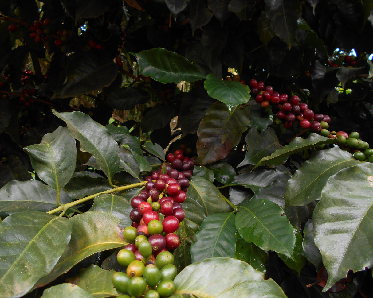 Wush Wush Natural Finca Patio Bonito Colombia