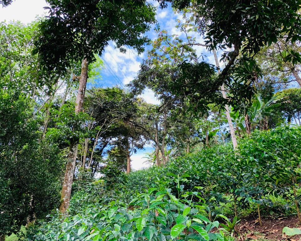 Wush Wush Natural Finca Patio Bonito Colombia