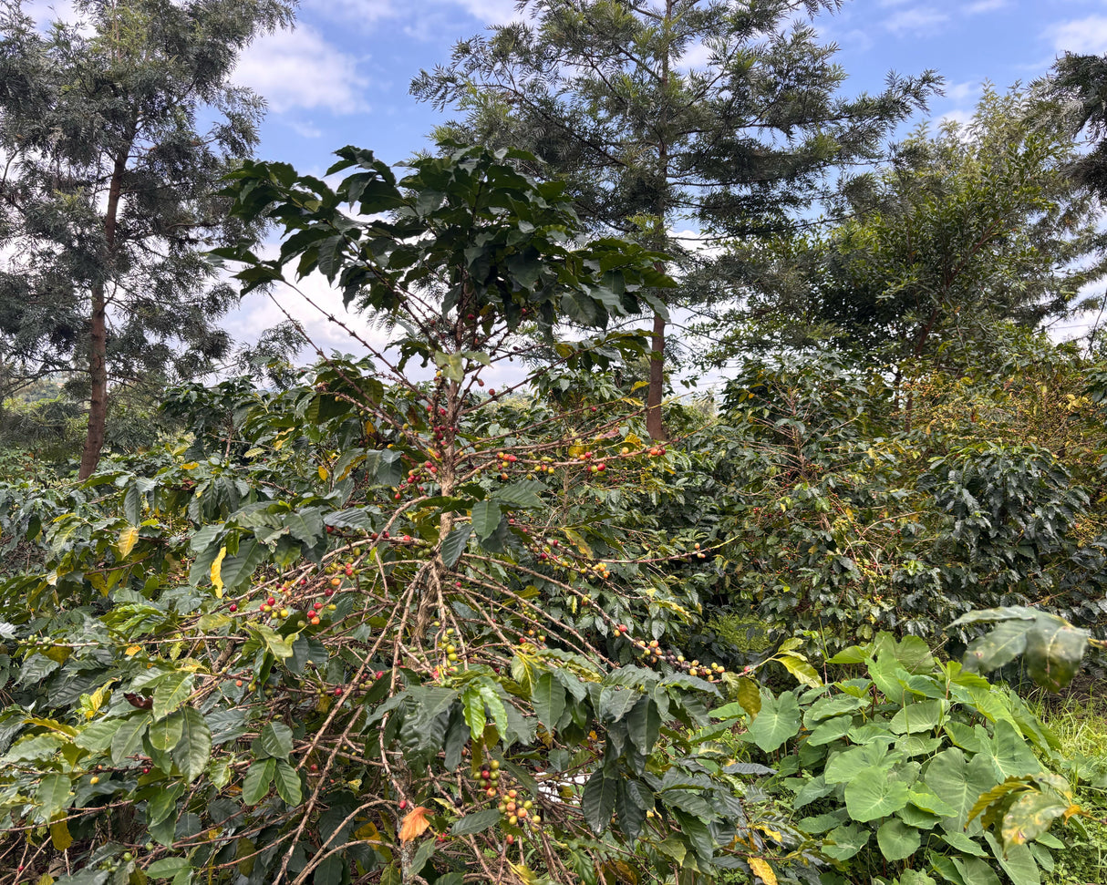 Rwanda Mwito Red Bourbon