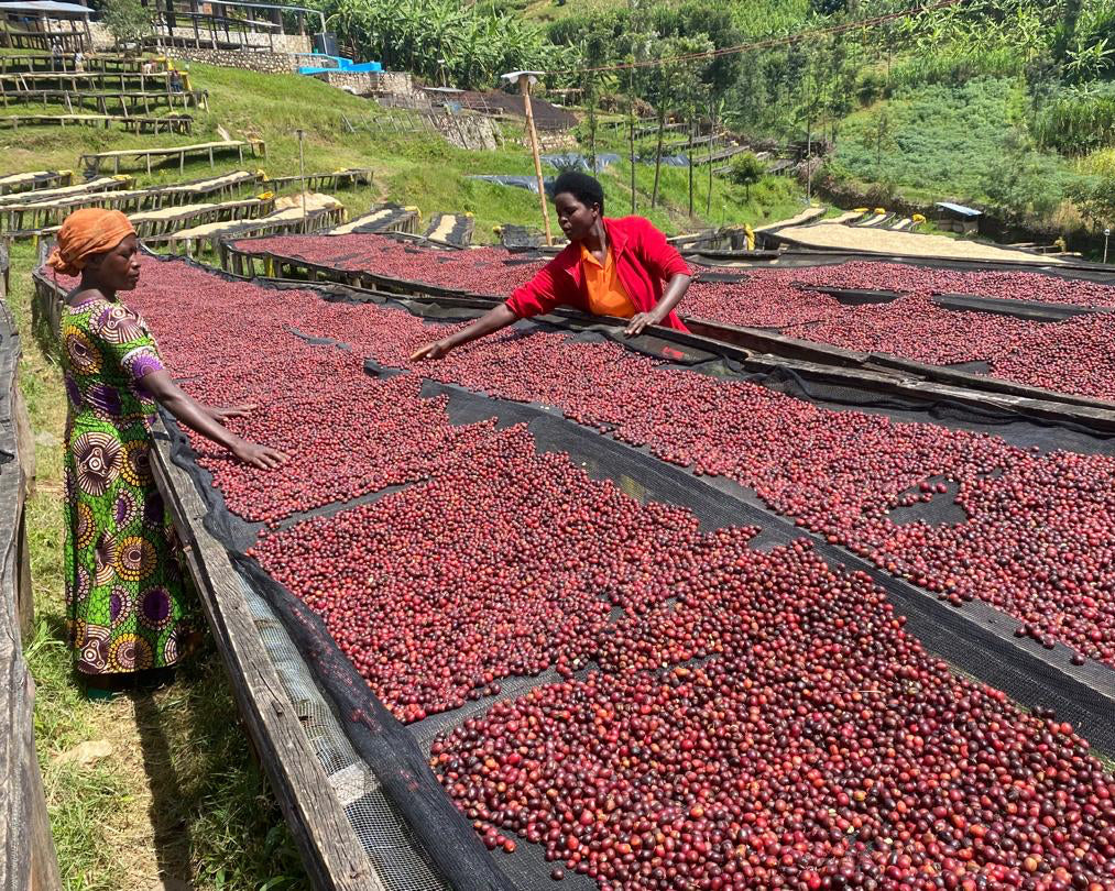 Rwanda Mwito Red Bourbon
