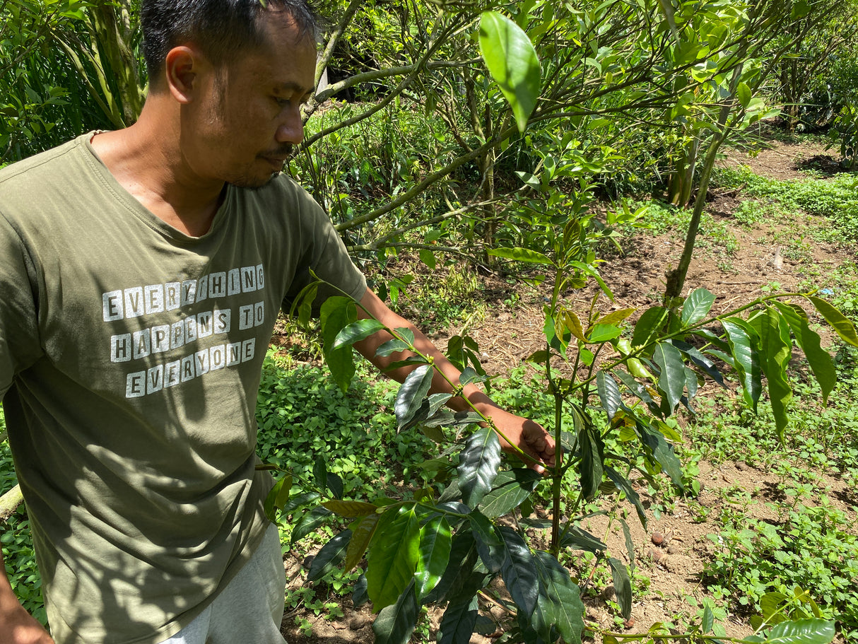 Bali Kintamani Natural CM