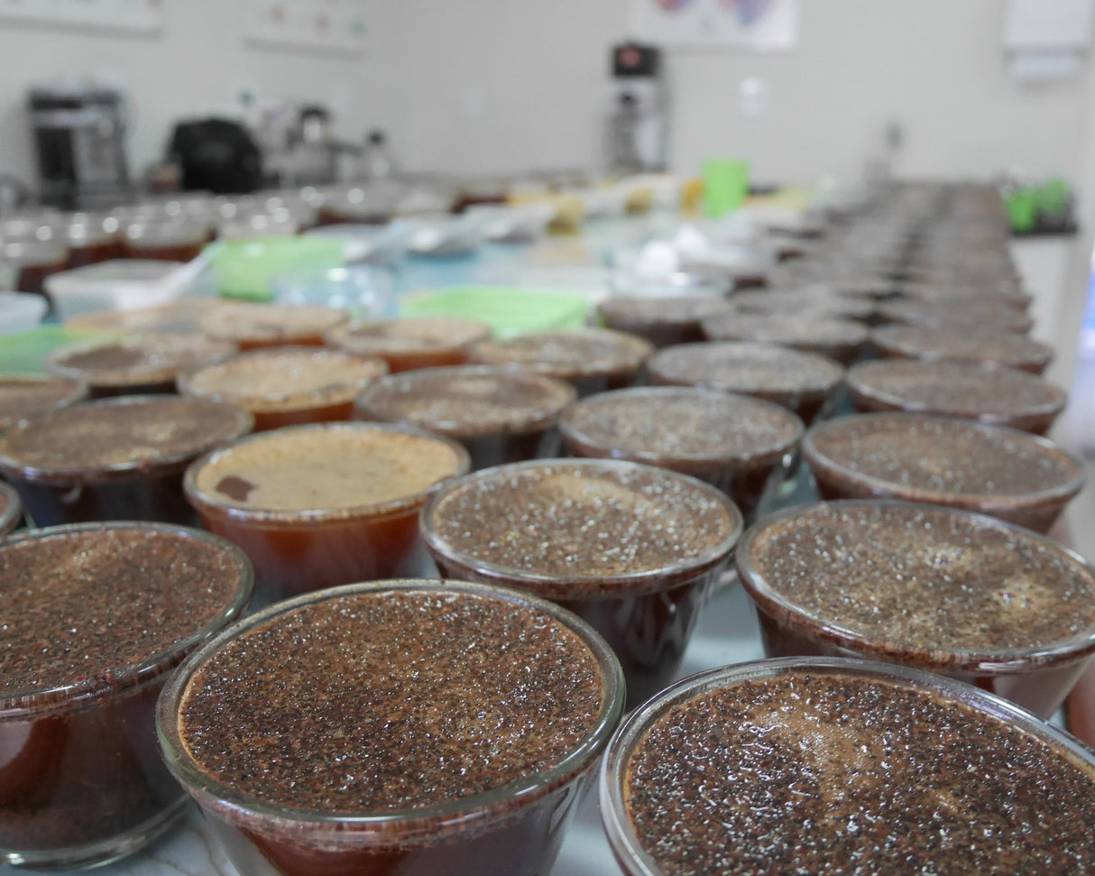 Brazil Sítio da Torre - KoKo Coffee Roasters