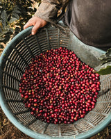 Corazón de Jesús Taka Geisha Natural Inoculation