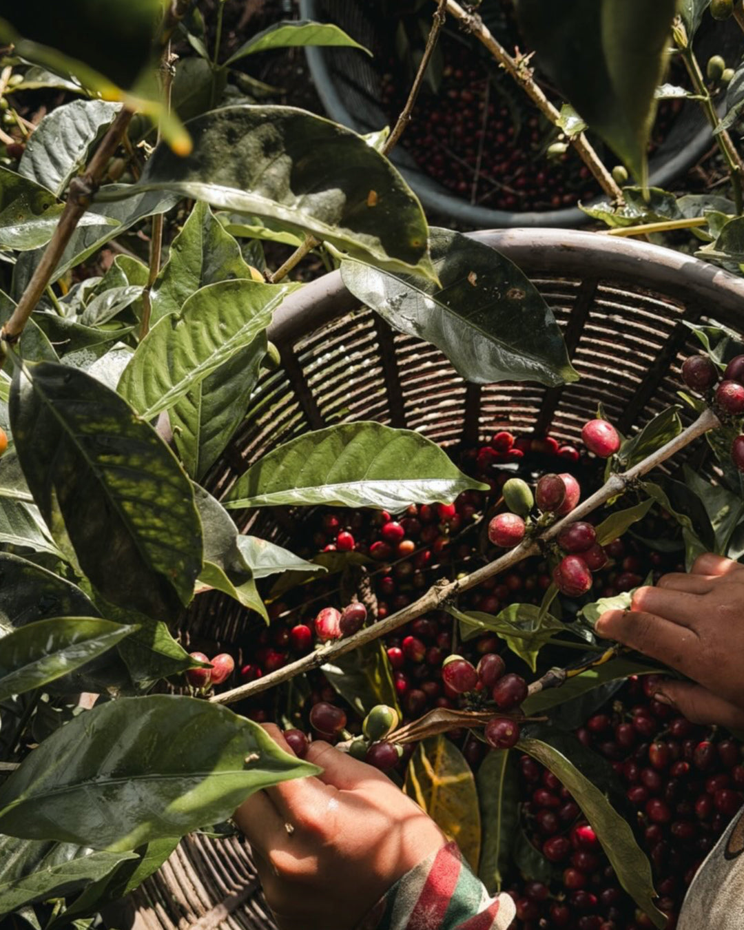Corazón de Jesús Taka Geisha Natural Inoculation