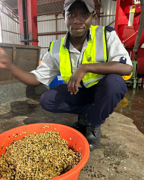 Uganda Bunyangabu Lactic Fermentation
