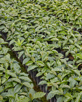 Bolivia Finca El Mirador Pacamara Natural