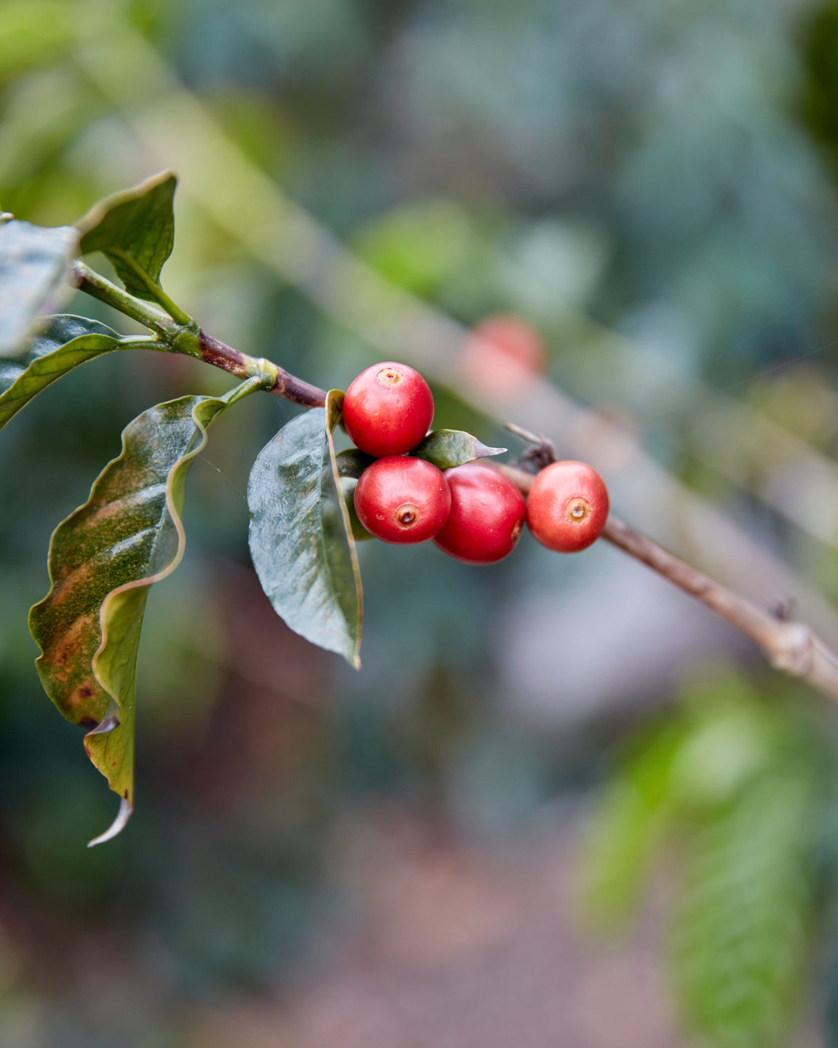 Bolivia Finca El Mirador Pacamara Natural