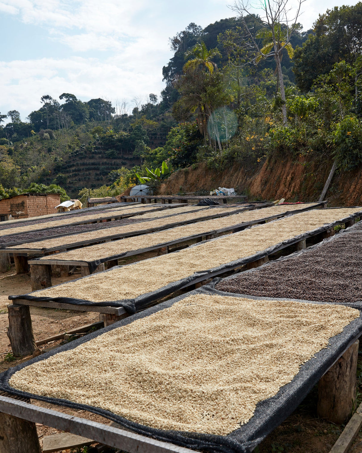Bolivia Finca El Mirador Pacamara Natural