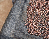 Bolivia Finca El Mirador Pacamara Natural