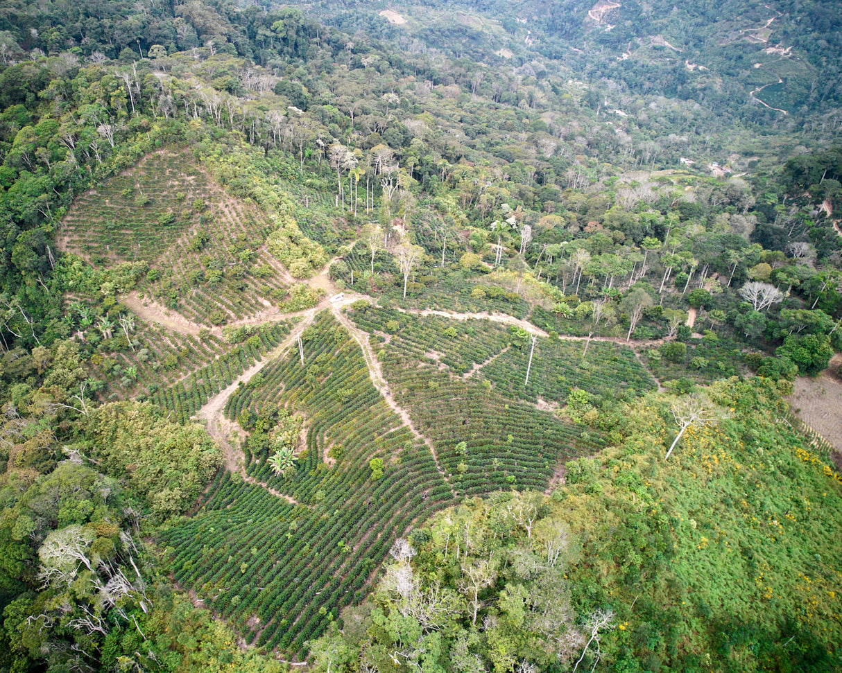 Bolivia Finca El Mirador Pacamara Natural