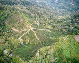 Bolivia Finca El Mirador Pacamara Natural