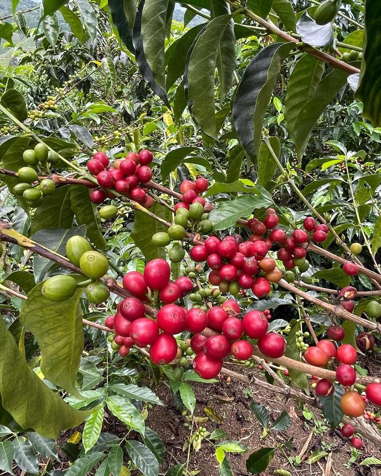 Red coffee berries on a branch with green leaves in the background