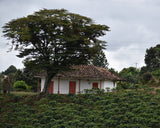 Colombia Inzá Onza