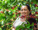 Colombia Las Nubes Pink Bourbon Anaerobic 200
