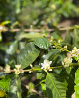 Costa Rica Finca Principe Azul Cerro San Luis