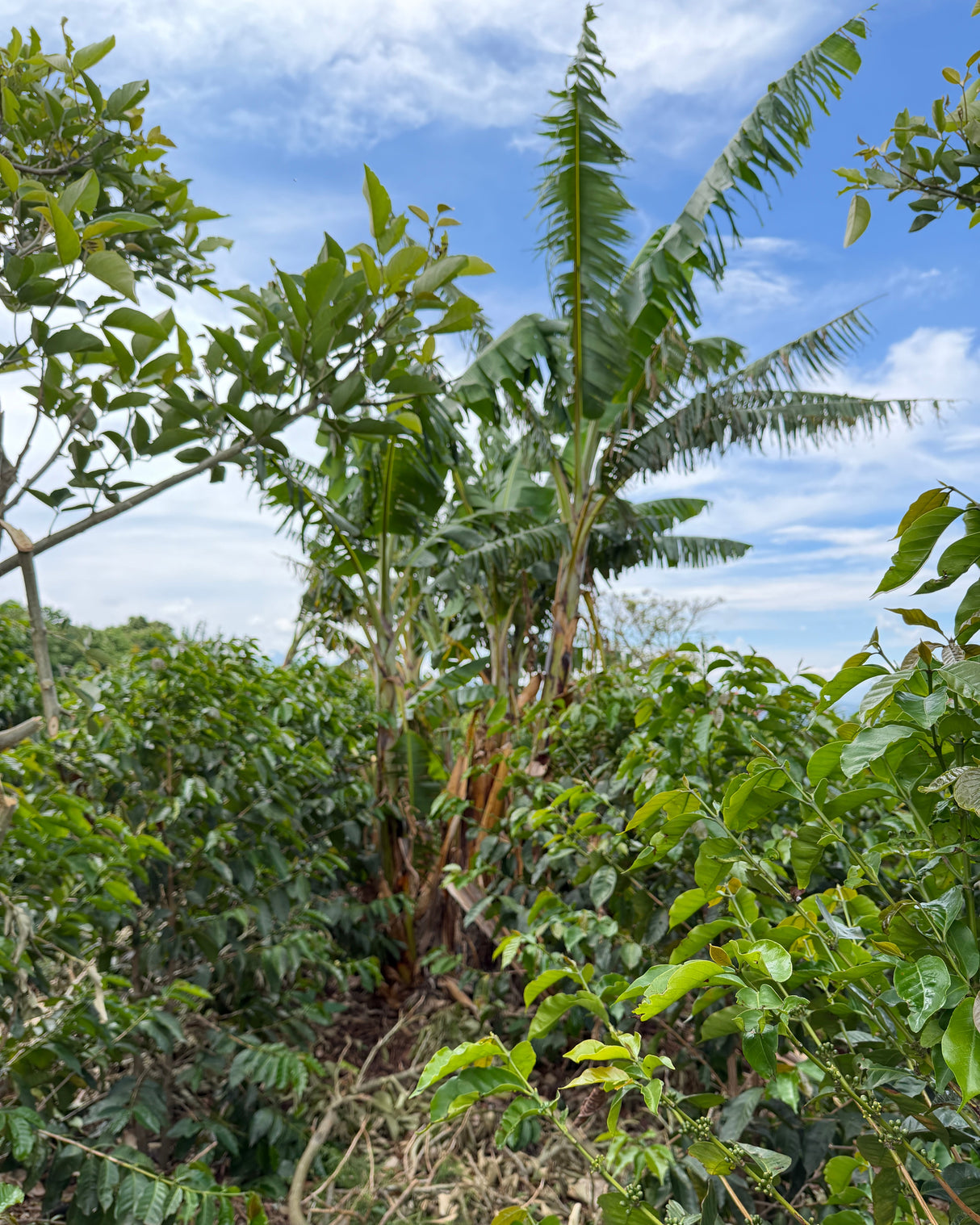 Costa Rica Finca Principe Azul Cerro San Luis