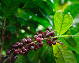 Costa Rica Finca Principe Azul Cerro San Luis