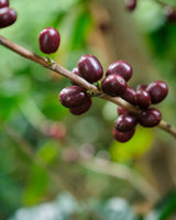 Costa Rica Finca Principe Azul Cerro San Luis