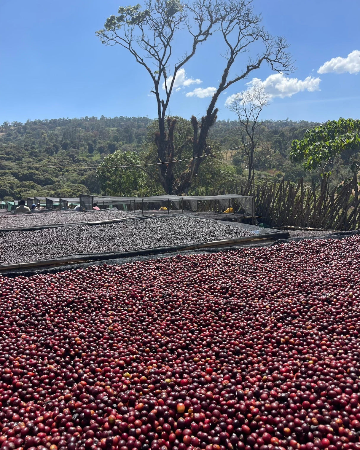 Ethiopia Yirgacheffe Harobedame Natural GR1
