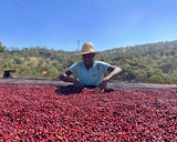 Ethiopia Yirgacheffe Harobedame Natural GR1