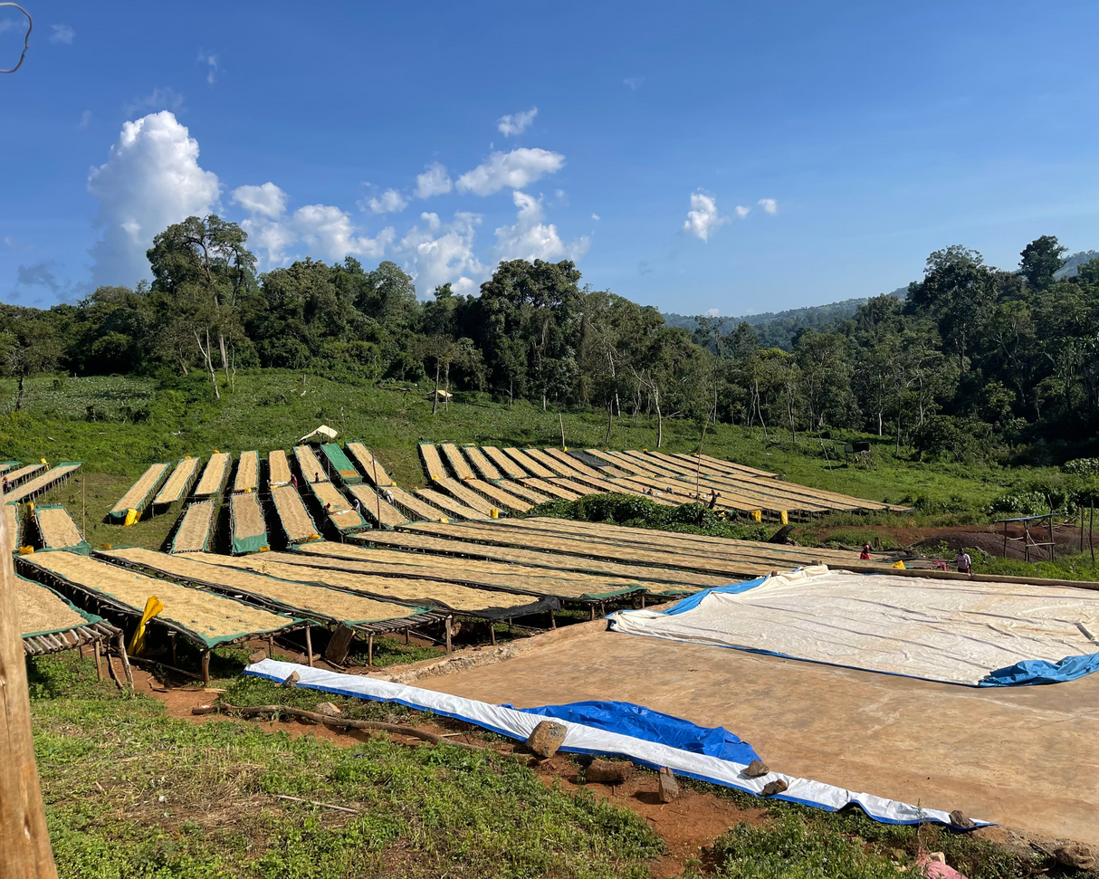 Ethiopia Raicha Idido Yirgacheffe